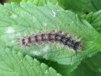 Raupe vom Schwammspinner, Lymantria dispar