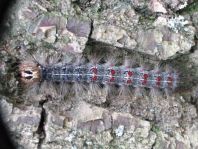 Raupe vom Schwammspinner, Lymantria dispar