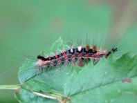 Orgyia antiqua, Kleiner Bürstenspinner