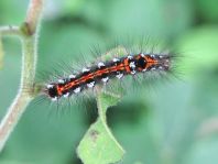Raupe von Euproctis similis, Schwan