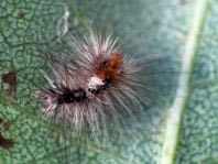 Orgyia sp.