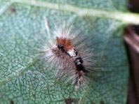 Orgyia sp.