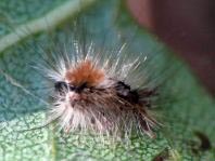 Orgyia sp.