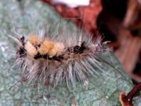 Orgyia antiqua, Kleiner Bürstenspinner