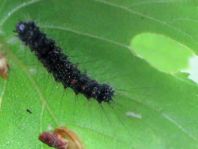 Raupe vom Schwammspinner, Lymantria dispar