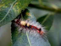 Raupe vom Orgyia antiqua, Kleiner Bürstenspinner