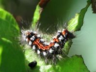 Raupe von Euproctis similis, Schwan