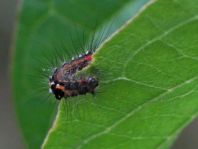 Raupe von Euproctis similis, Schwan