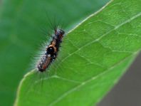 Raupe von Euproctis similis, Schwan