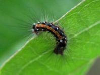 Raupe von Euproctis similis, Schwan