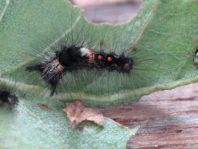 Raupe von Orgyia antiqua, Kleiner Bürstenspinner