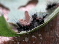 Raupe von Orgyia antiqua, Kleiner Bürstenspinner