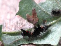 Raupe von Orgyia antiqua, Kleiner Bürstenspinner
