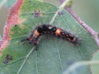Raupe von Orgyia antiqua, Kleiner Bürstenspinner