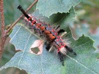 Raupe von Orgyia antiqua, Kleiner Bürstenspinner