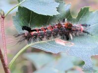 Raupe von Orgyia antiqua, Kleiner Bürstenspinner