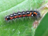 Raupe von Euproctis similis, Schwan