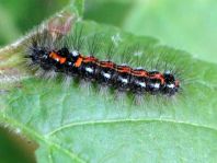 Raupe von Euproctis similis, Schwan