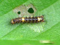 Orgyia antiqua, Kleiner Bürstenspinner