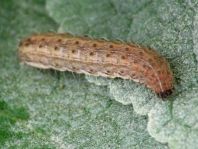 Schmetterlingsraupen