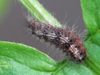 Schmetterlingsraupen