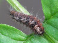 Schmetterlingsraupen