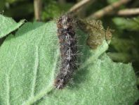 Schmetterlingsraupen