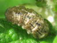 Schmetterlingsraupen