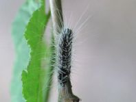 Schmetterlingsraupen