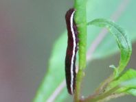 Schmetterlingsraupen