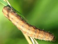 Schmetterlingsraupen