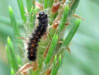 Schmetterlingsraupen