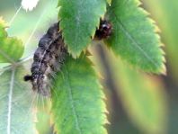 Schmetterlingsraupen