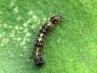 Schmetterlingsraupen