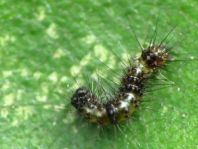 Schmetterlingsraupen