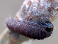 Schmetterlingsraupen