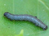 Schmetterlingsraupen
