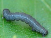 Schmetterlingsraupen