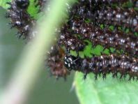 Schmetterlingsraupen