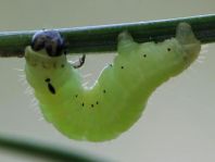 Schmetterlingsraupen
