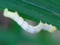 Schmetterlingsraupen