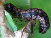 Schmetterlingsraupen