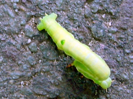 Raupe vom Weißspanner, Cabera