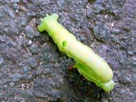 Raupe vom Weißspanner, Cabera