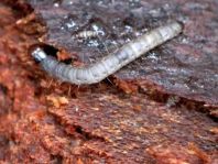 Archips xylosteana, Brauner Laubholzwickler