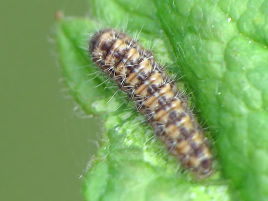Rhagades pruni