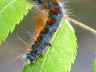 Raupe vom Wollafter, Eriogaster lanestris