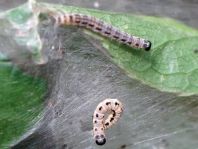Yponomeuta sp.