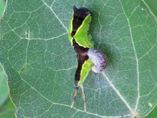 Cerura vinula, Großer Gabelschwanz