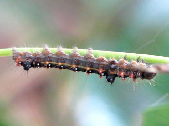 Clostera anastomosis, Rostbrauner Rauhfußspinner